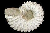 Bumpy Douvilleiceras Ammonite - Madagascar #79115-1